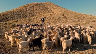 Gordion`un Çobanları