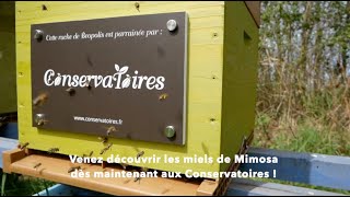 Mimosa - Une année en 30 secondes | Beopolis #shorts