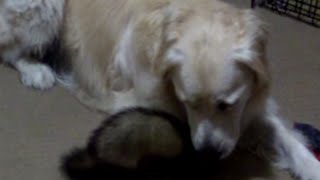 Little Ferret try to annoy his Golden Retriever Buddy