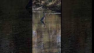 Watch a Blue Heron gulp down a whole fish. #birds #nature #