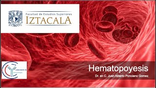 Hematopoyesis