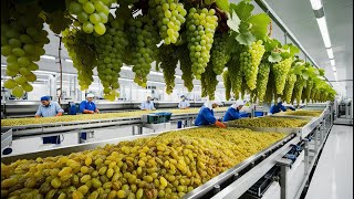 Top 5 Dried Fruit Production 2024: Figs, Dates, Grapes & Avocado Factory Process 🍇🍑