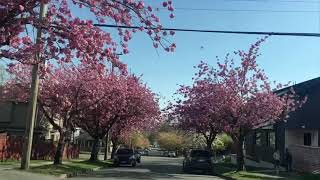 Cherry blossoms in Vancouver