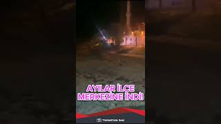 Ayılar, ilçe merkezine indi!