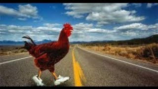 Why Did The Chicken Cross The Road? #facts