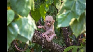 2022 Qatar World Cup Monkey Seen