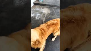 vegeta the handsome retriever#goldenretriever#petlover#petshorts#doglover#dogshorts#trending#viral