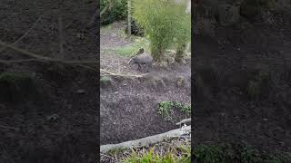 Warty Pigs at Chester Zoo