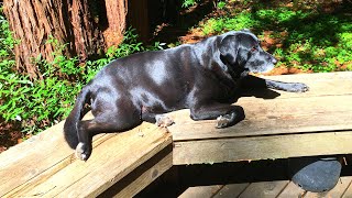 Jett the Big Black Dog | In Memoriam