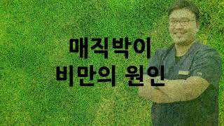 매직박이 비만의 원인