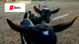 Cute Baby Goats Playing #shorts #goats #babygoats #goatsfarm #goatsmilk