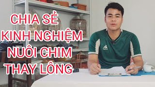 KINH NGHIỆM NUÔI CHIM THAY LÔNG NHANH ĐỂ CHIM SỚM CÓ BỘ LÔNG MỚI ĐẸP... #LyHaiChim #0374961666