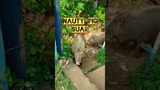 Nauty pig suar #pig #youtubeshorts