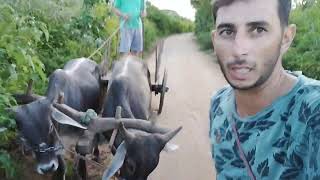 como encinar o primeiro comando de parar pro bois de carro