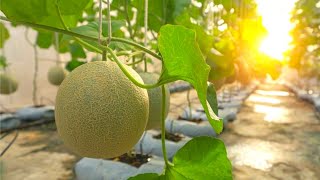 How To Grow Melons Easily With High Productivity 🍉| Special Look At The Most Expensive Watermelon!