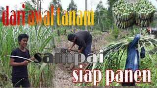 Tanam rumput Pakchong & Zanzibar dari awal sampai panen