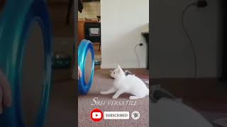 🐱 Funny cat videos | cute cats | Try not to laugh | Cat videos Compilation #short 26 🐈