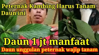 PETERNAK KAMBING WAJIB TANAM DAUN 1jt manfaat