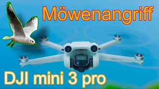 Möwenangriff auf DJI mini 3 pro, Drohne wird angegriffen, Vögel greifen Drohne an !!