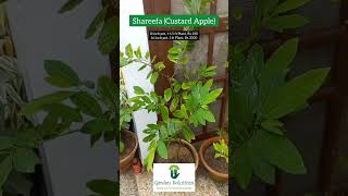 Custard Apple Plant (shareefa)       #fruitplantnursery #hybrid #fruits