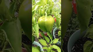 Green Bell Peppers On The Plant