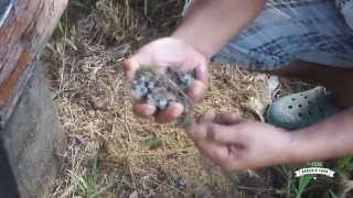 Compost Tea -  Permaculture in Practice / Compost thee