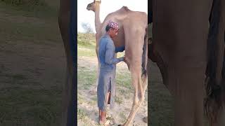 Camel Milking حلب الإبل #shorts #short #shortsfeed #shortvideos موسوعة الجمل | قصة الجمل