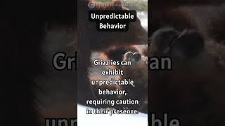 The Unpredictable Giants: Capricious Behavior of Grizzlies Unveiled! 🐾😱