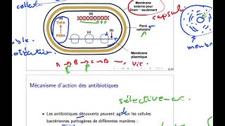 antibiotiques 5 - mécanisme d'action