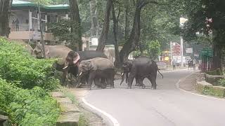 Elephant near sidhbali temple kotdwar  #Elephant#nature#uttarakhand #gadwal#nature