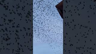 Flock of birds #birds #birdslover #bluesky #flying #sky