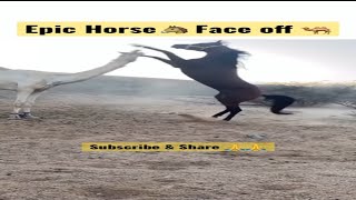 The Horse 🐎 vs Camel 🐪 | Epic Fight 😱🔥 #shorts #short #viral