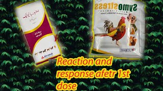 Pehli dawai khilany ka natija | Respone of 1st dose | Golden misri Farming business in Pakistan