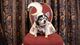 Chihuahua Bogie at 2020 New York Pet Fashion Show wearing Anthony Rubio Designs