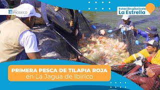 PRIMERA PESCA DE TILAPIA ROJA EN LA JAGUA DE IBIRICO