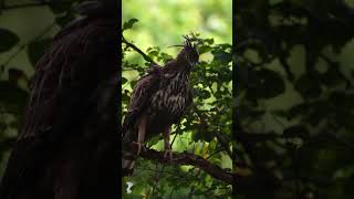 Eagle Kabini Wildlife #shorts #yotubeshorts