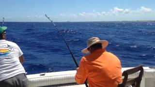 Deep Sea Fishing - Marlin, Sailfish, and Mahi Mahi