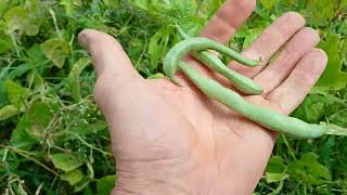 Picking beans