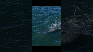 Dolphins -#fpv #fyp #trending