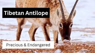 A Long Closeup for The Graceful Yet Endangered Creature On The High Altitude - Tibetan Antelope