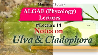 Lecture 14 | Ulva and Cladophora Life Cycle (Chlorophyceae) | Algae Lecture Notes