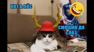 ДО СЛЁЗ СМЕШНЫЕ ПРИКОЛЫ 2018/ПРИКОЛЫ ПРО ЖИВОТНЫX 2018/СМЕШНЫЕ ПРИКОЛЫ С ЖИВОТНЫМИ 2018