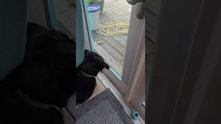 Lizard 🦎 is taunting my Dog 🤣 #shorts #dog #funny