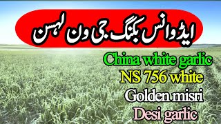 Adavace Booking of Garlic G 1 | How to sale | sale of lehsen | Murad Ali Rehmani