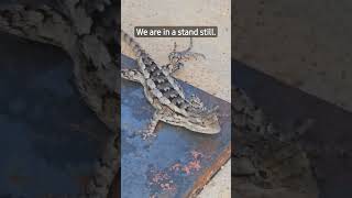 Texas lizard was caught in a staredown. #texas #lizard #shorts