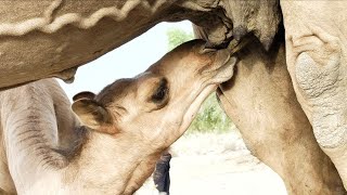 Mother's are mother's in any form, little baby camel enjoying the sweet milk from its mothers teats