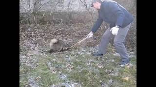 Енотовидная собака, Машево/Raccoon dog, Mashevo