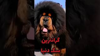 فقط این سگ میلیون دلاری معامله میشه 💲💲#سگ#شورت #حیات_وحش#گرانترین #حیوانات  #shorts#dog #ماستیف_تبتی