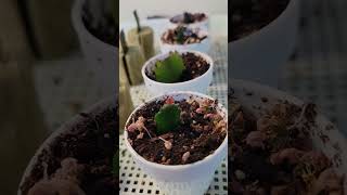 Cloning Christmas Cactus from mother plant #shorts