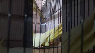 Cockatiel Laying Eggs #allaboutpets #cockatielbreeding #egglaying